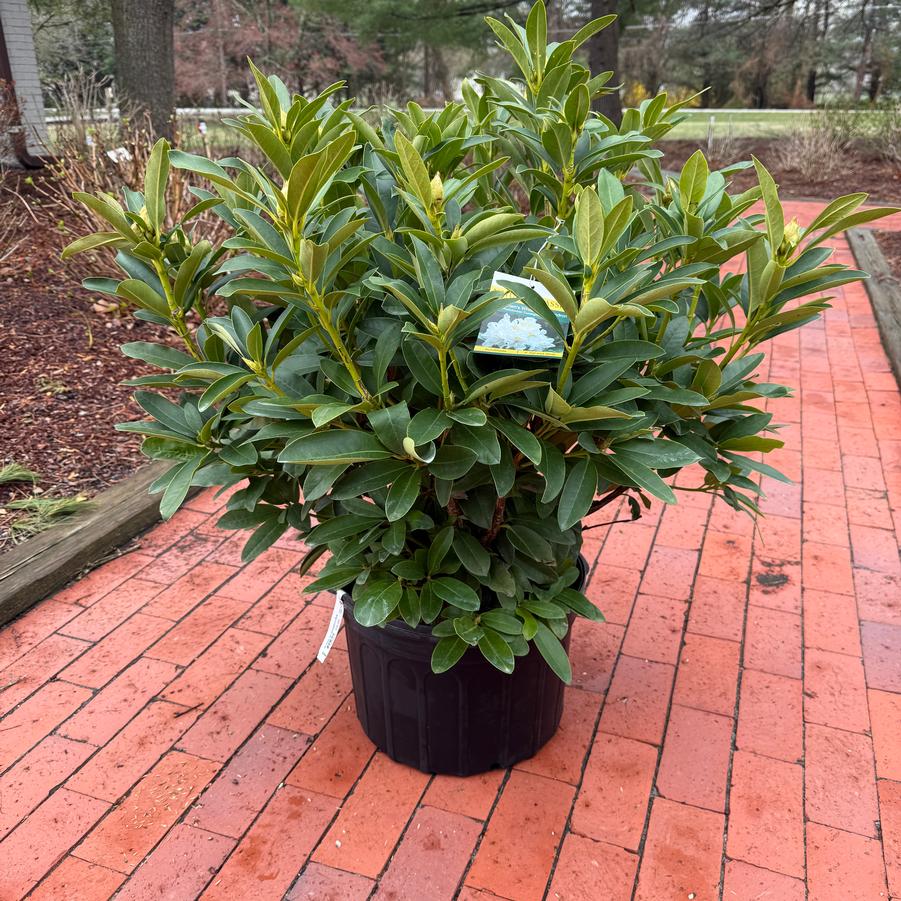Rhododendron catawbiense Cunningham's White