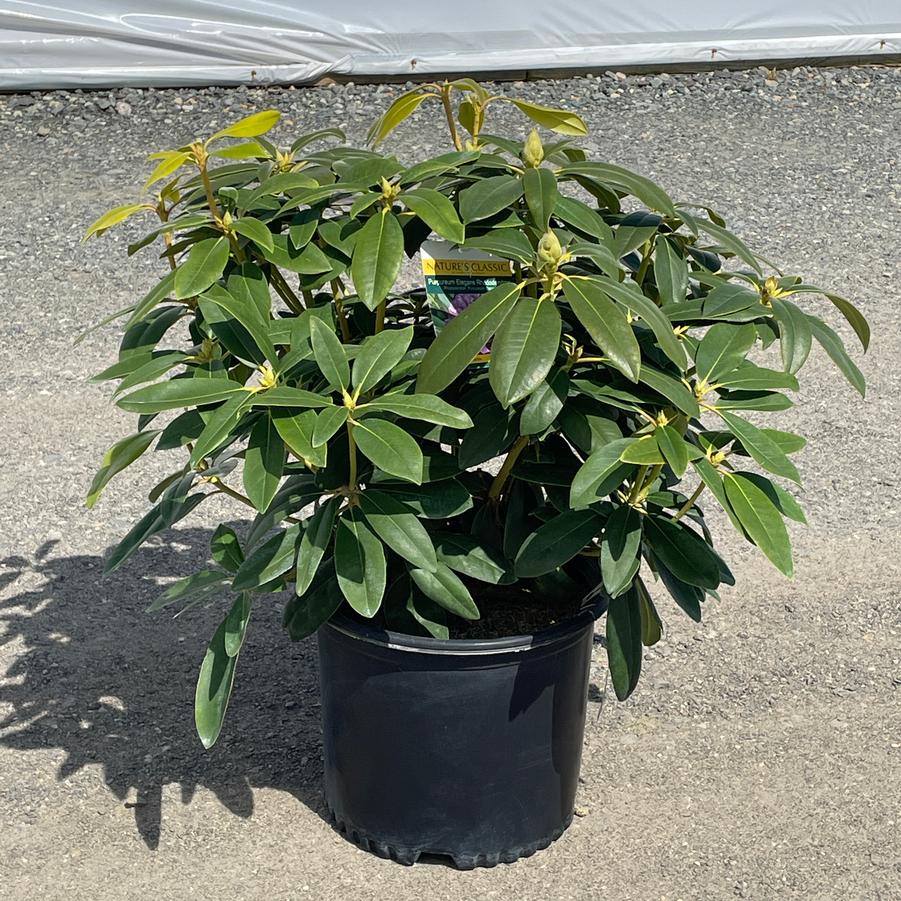 Rhododendron catawbiense Purpureum Elegans