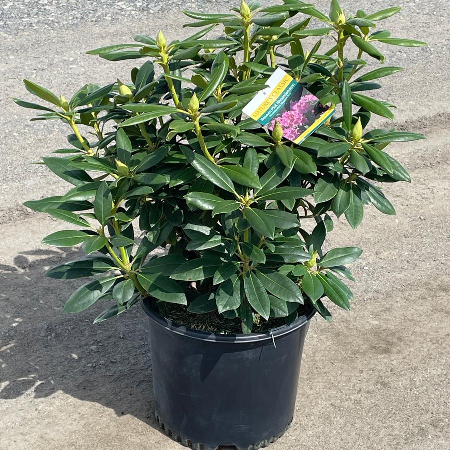 Rhododendron catawbiense Roseum Pink