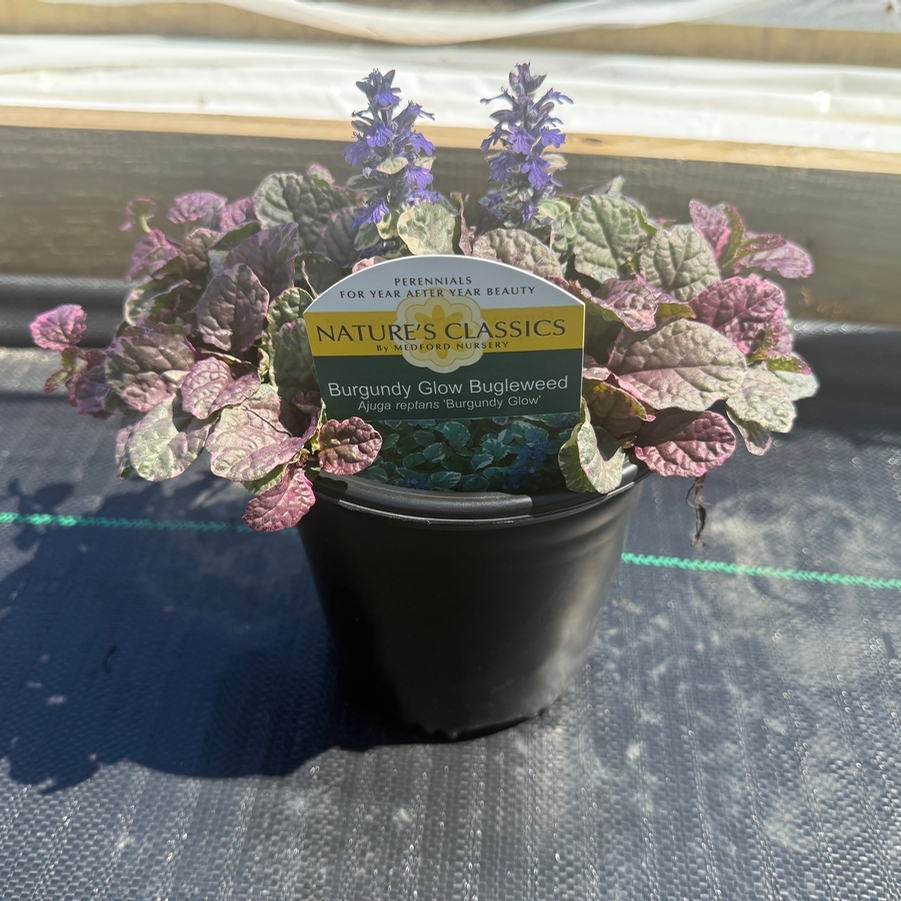 Ajuga reptans Burgundy Glow