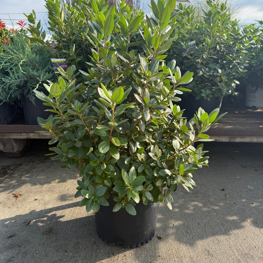 Rhododendron P.J.M. Elite