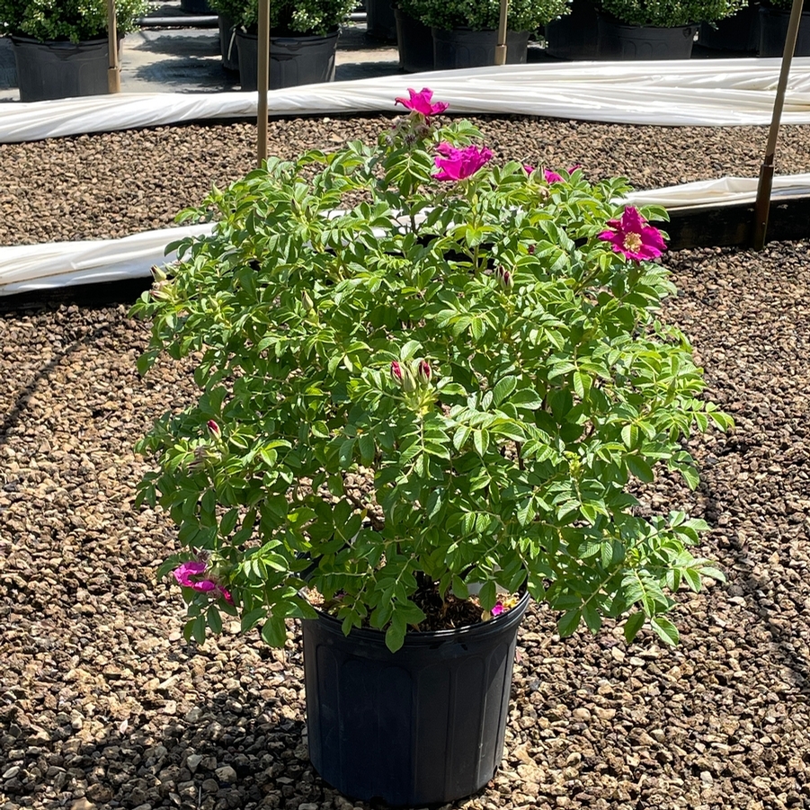 Rosa rugosa 