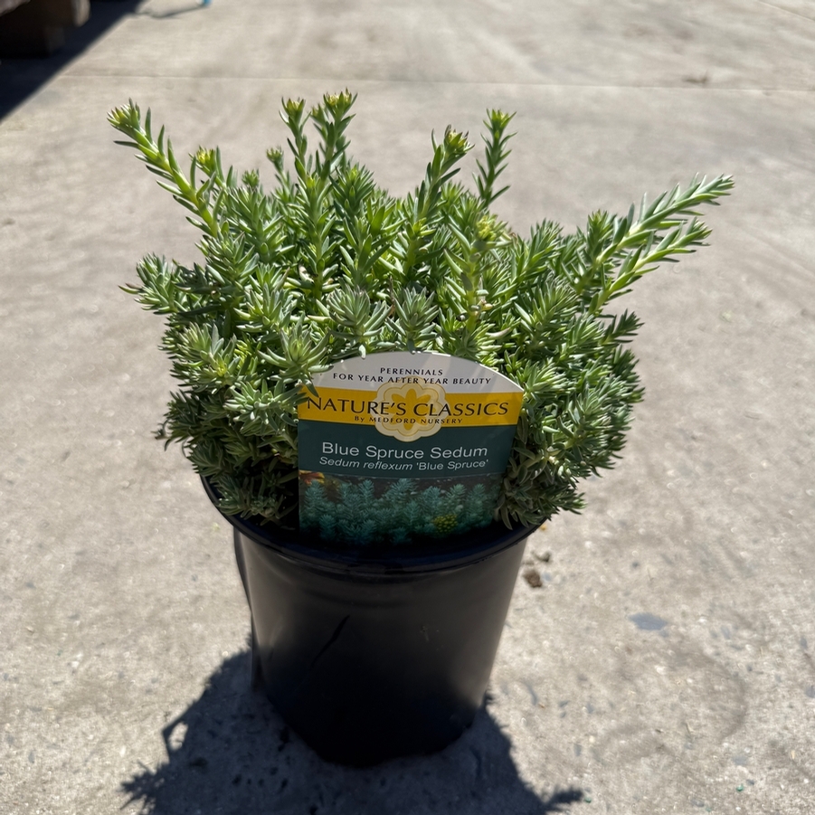 Sedum reflexum Blue Spruce