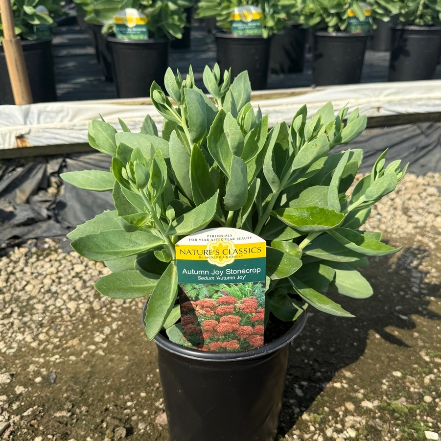 Sedum spectabile Autumn Joy