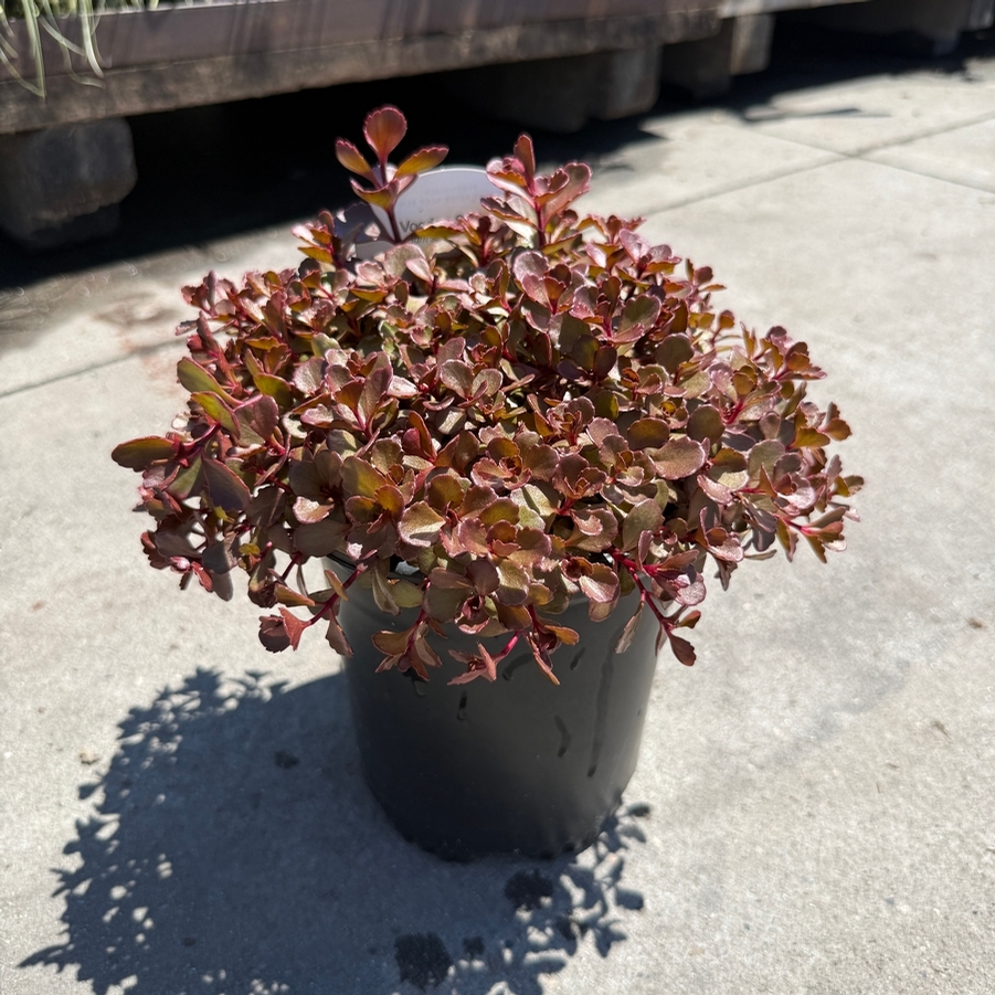 Sedum spurium Voodoo