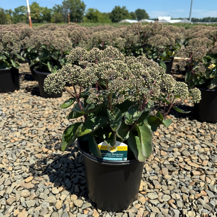 Sedum telephium Matrona