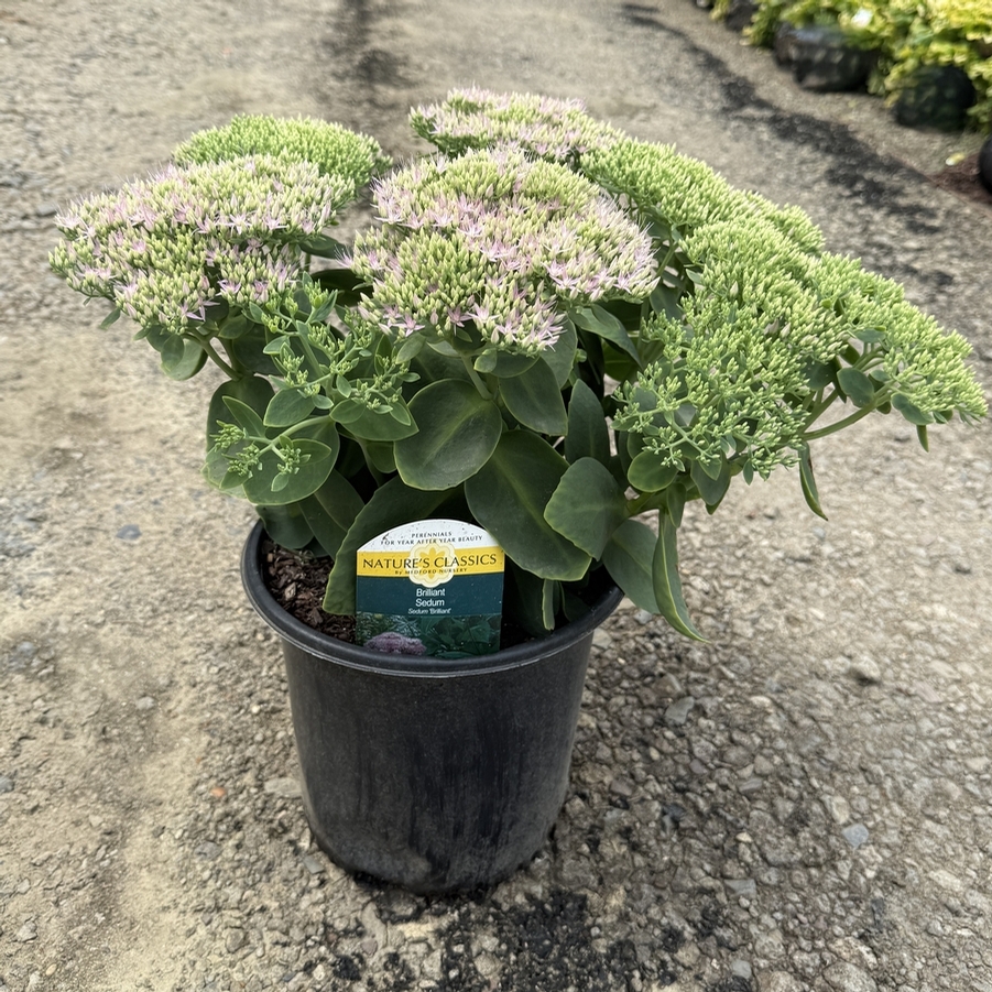 Sedum Brilliant