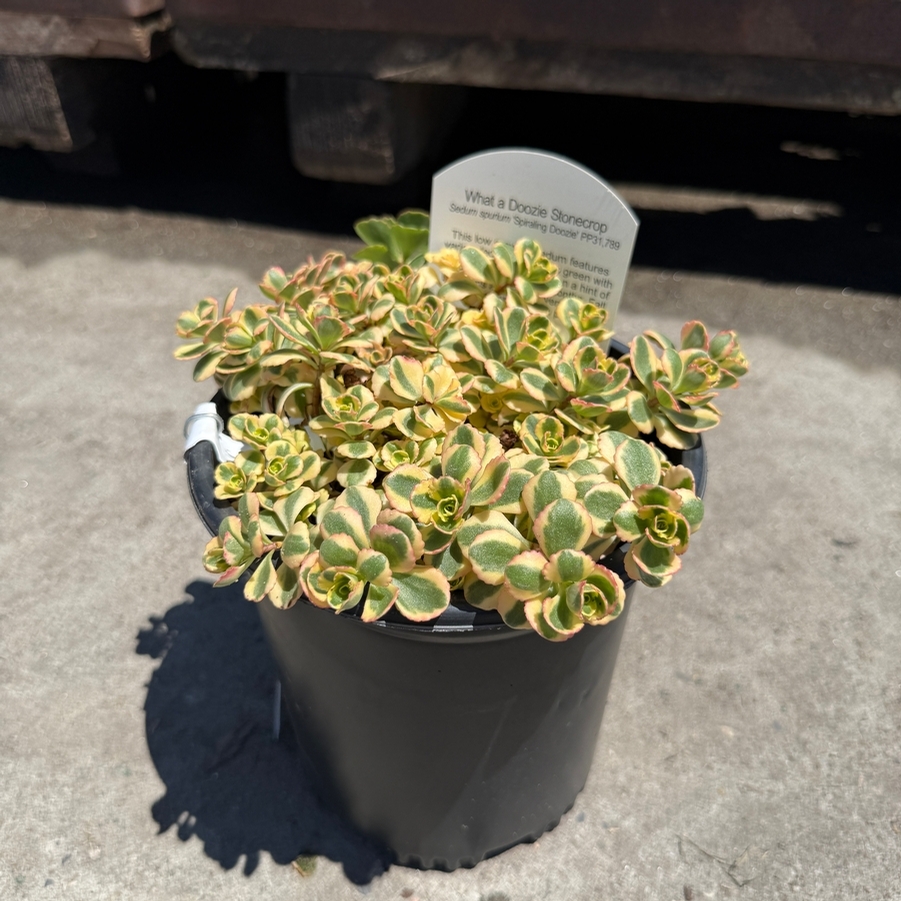Sedum What a Doozie