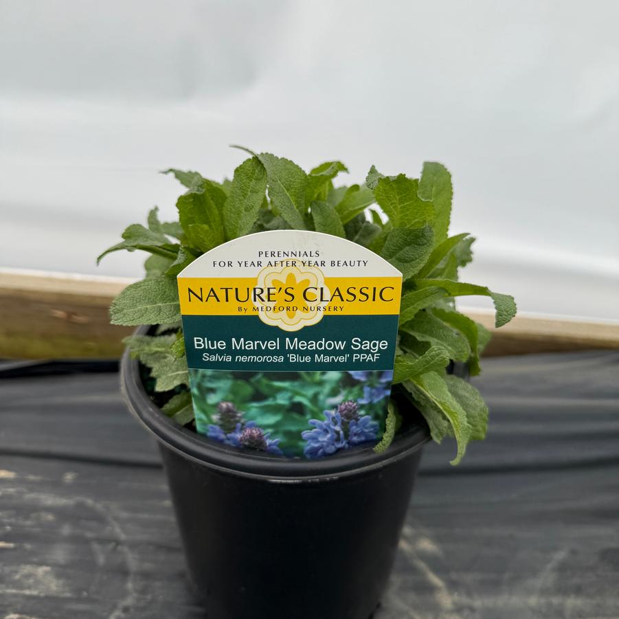 Salvia nemorosa Blue Marvel