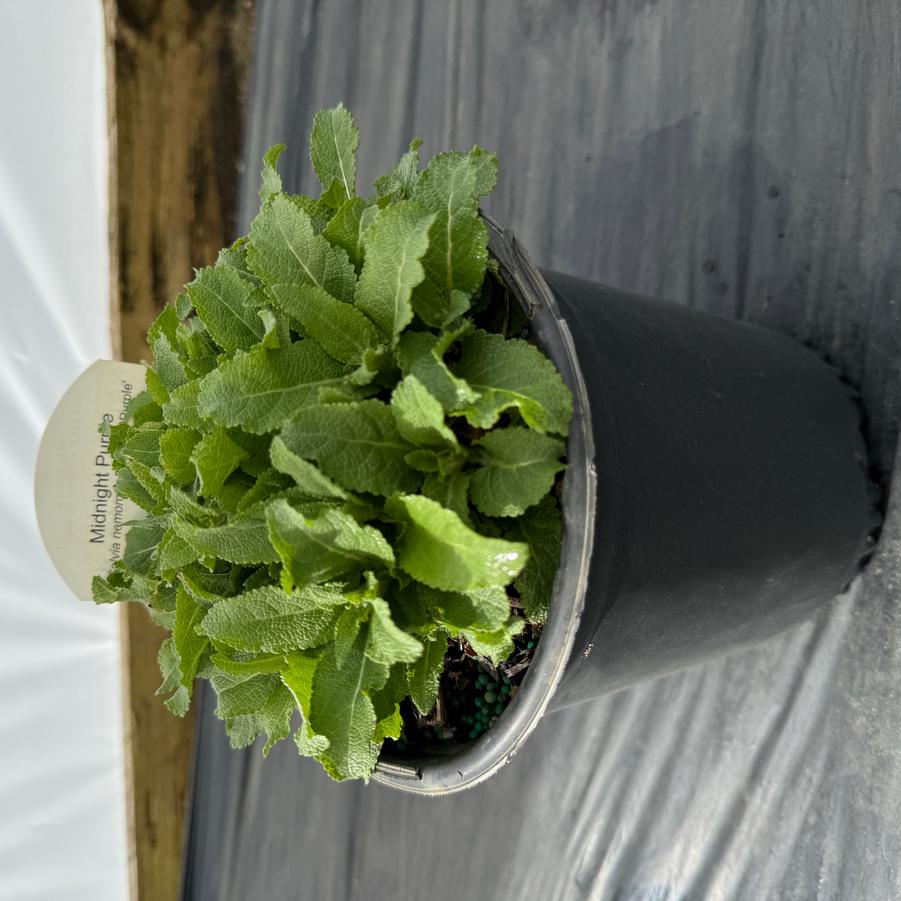 Salvia nemorosa Midnight Purple