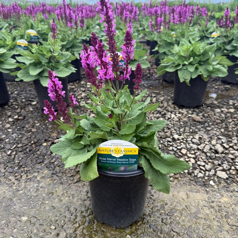 Salvia nemorosa Rose Marvel