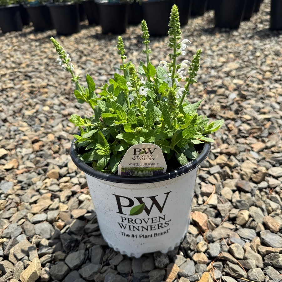 Salvia White Profusion