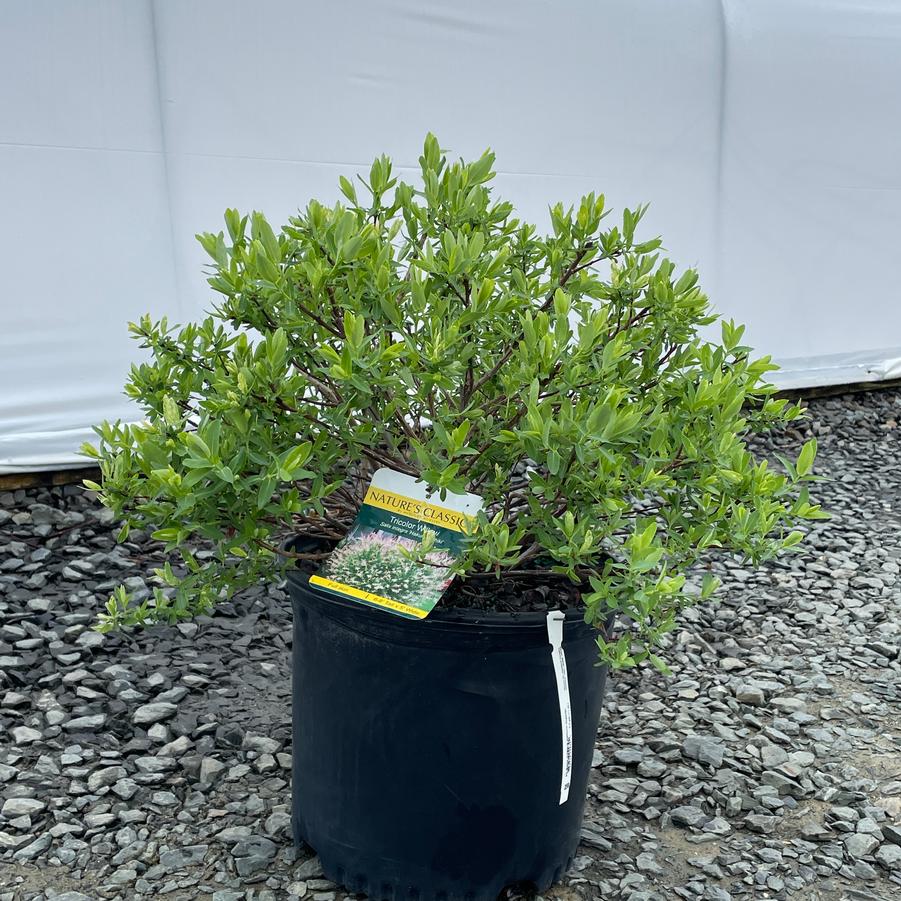 Salix integra Hakuro Nishiki