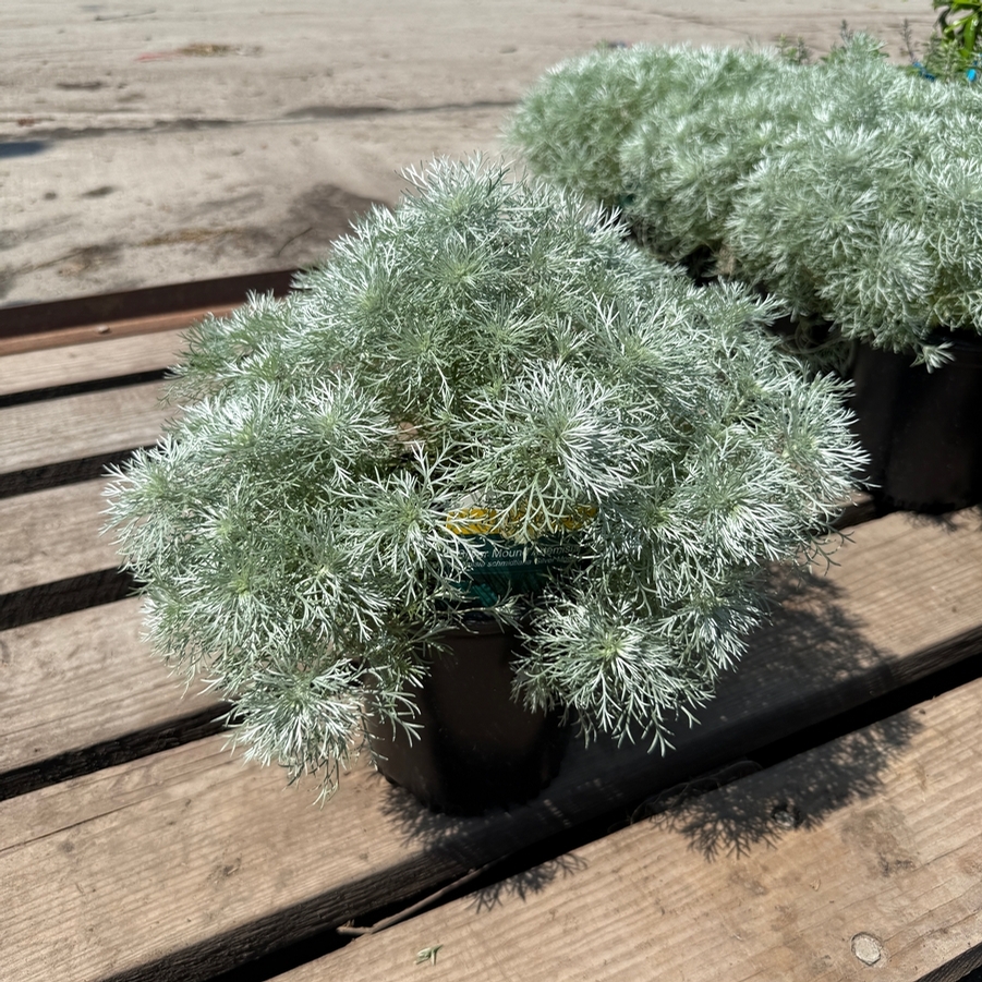 Artemisia schmidtiana Silver Mound