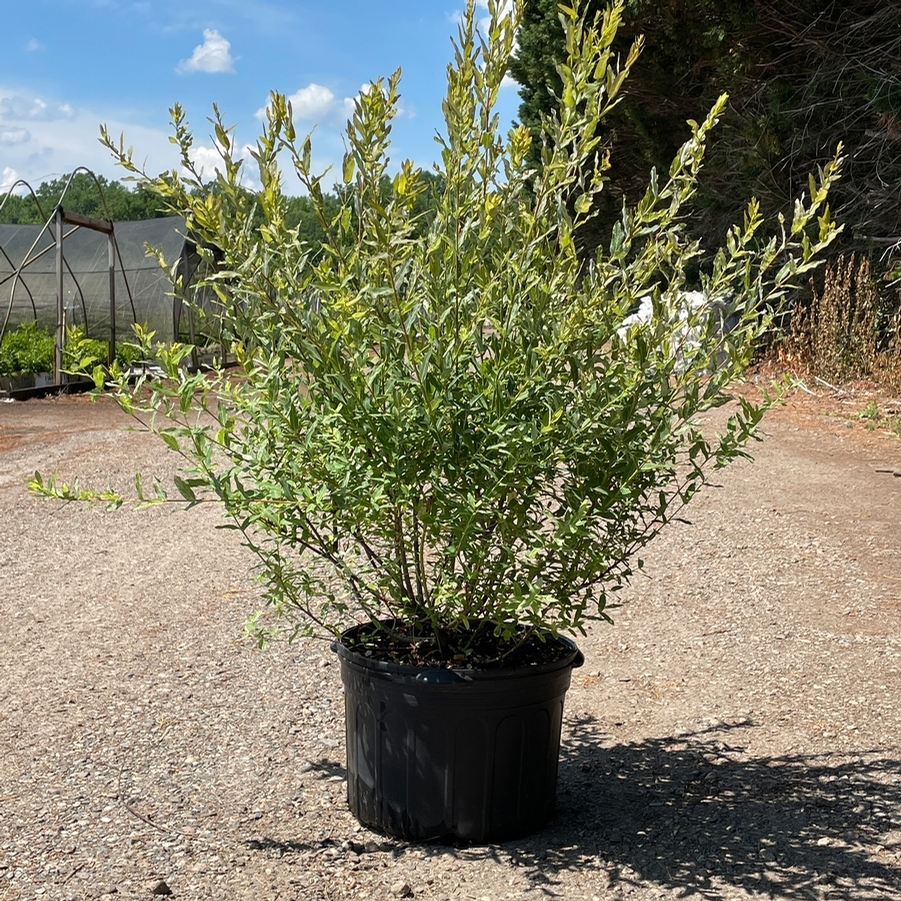 Salix integra Hakuro Nishiki