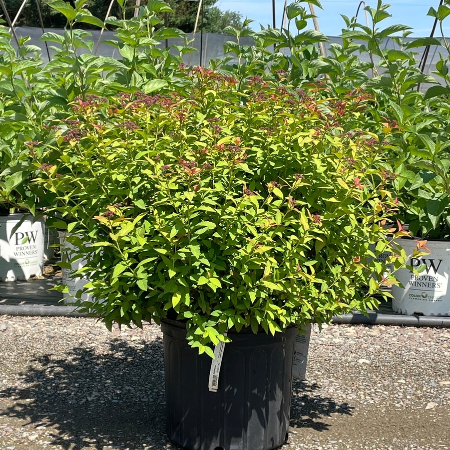 Spiraea x bumalda Goldflame