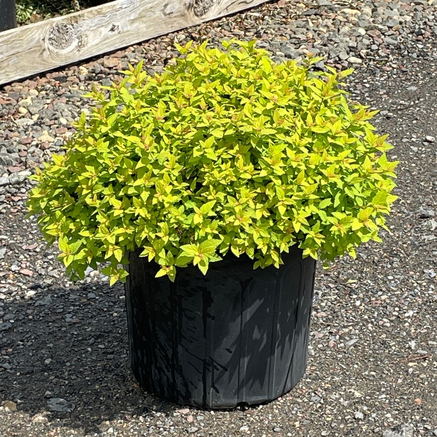 Spiraea japonica Dakota Goldcharm