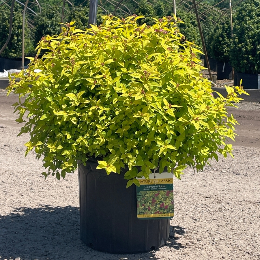 Spiraea japonica Goldmound