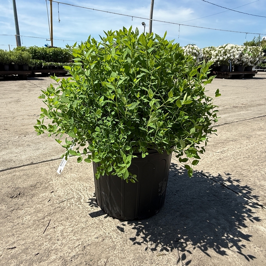 Spiraea japonica Little Princess