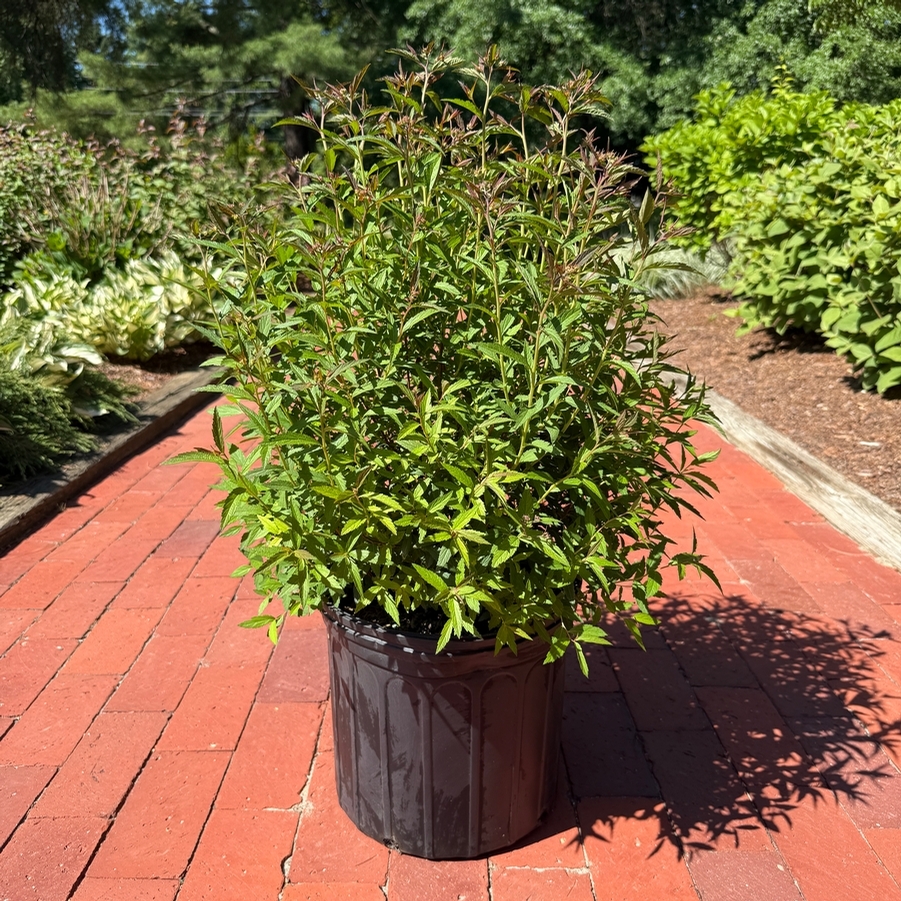 Spiraea japonica Neon Flash