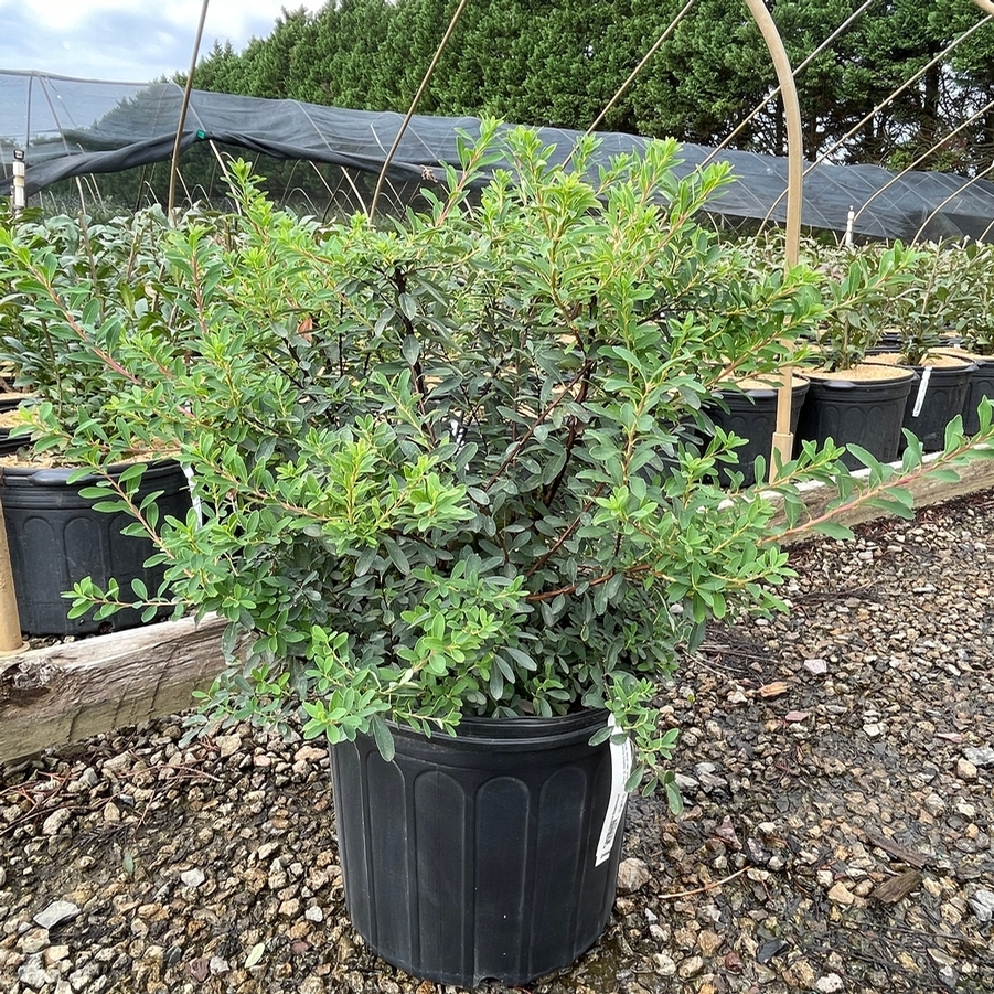 Spiraea nipponica Snowmound