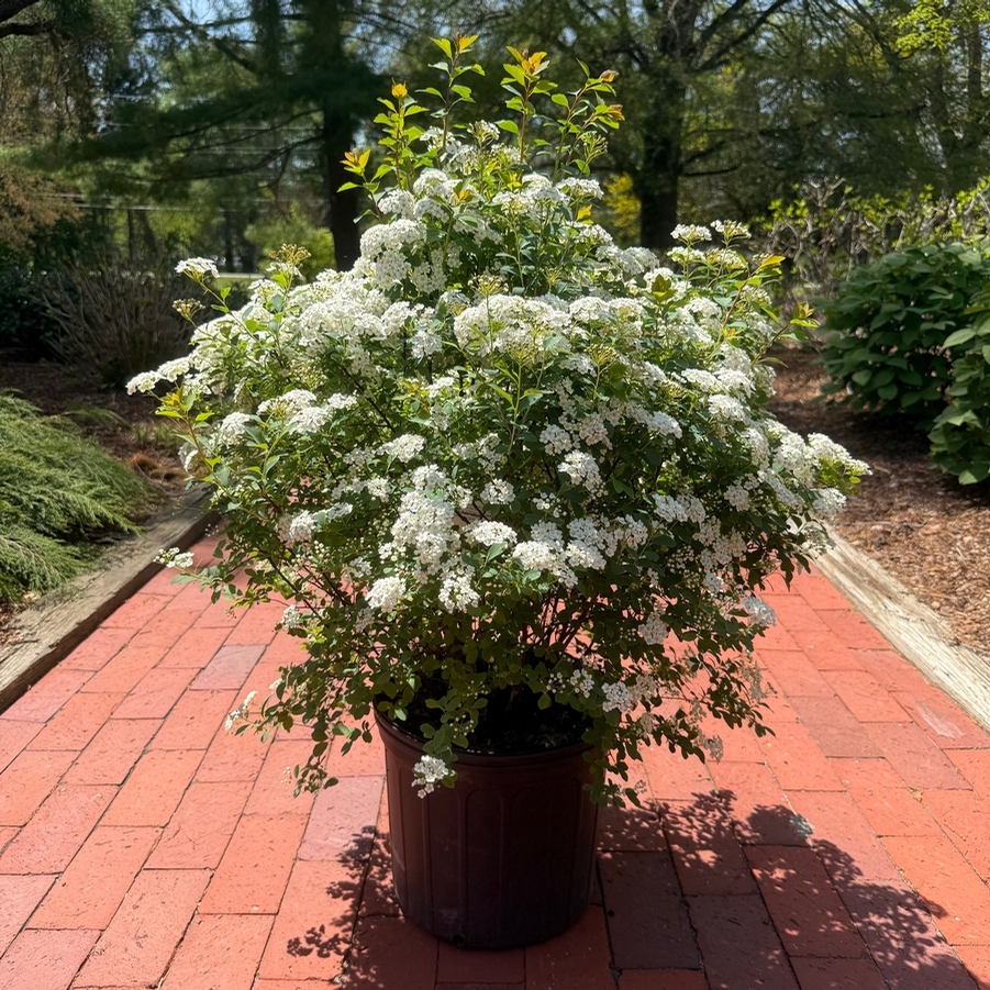 Spiraea x vanhouttei 