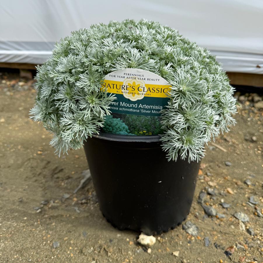 Artemisia schmidtiana Silver Mound