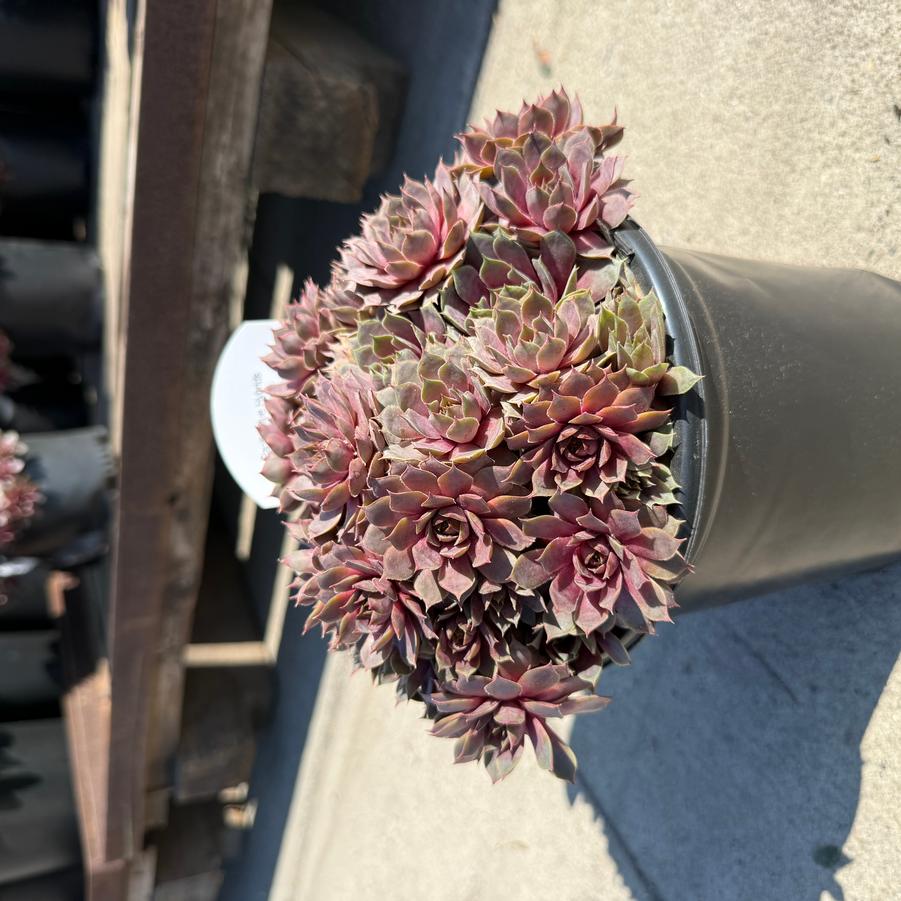 Sempervivum Pacific Blue Ice