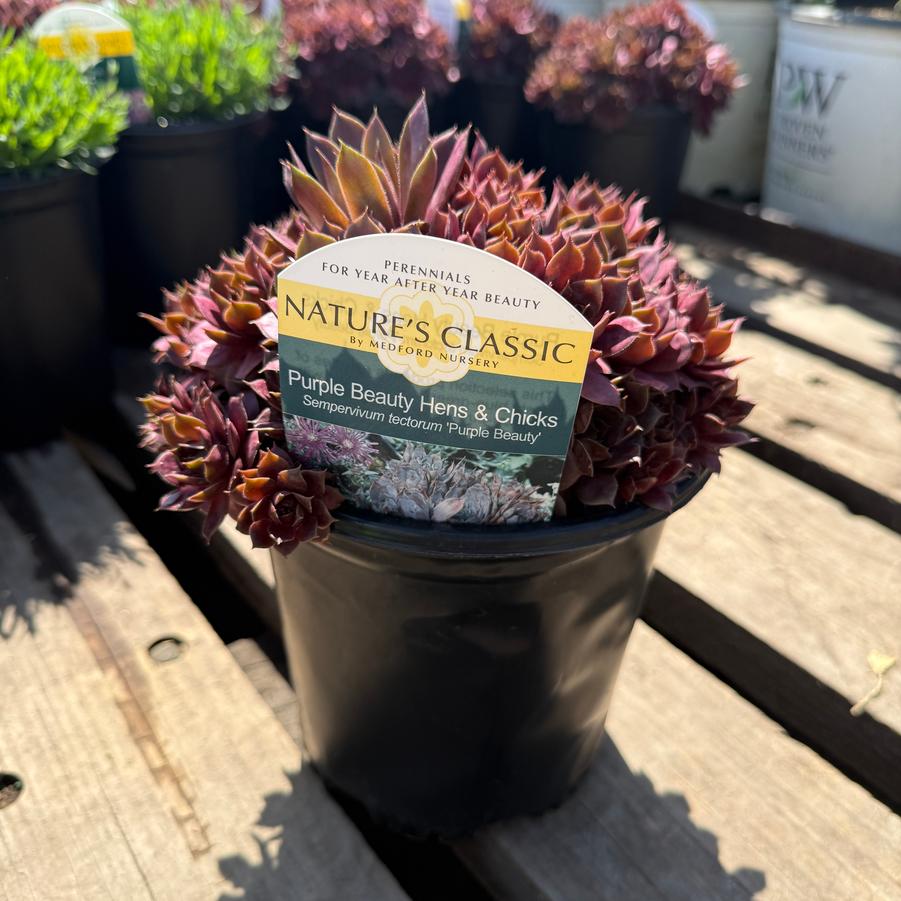 Sempervivum Purple Beauty