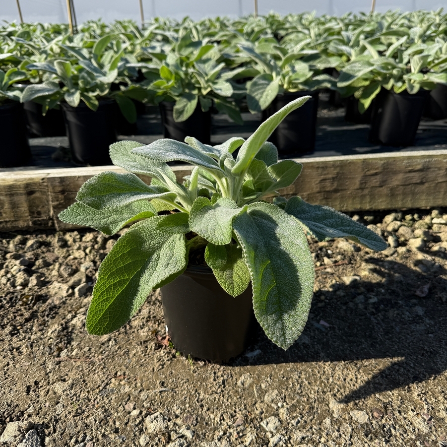 Stachys byzantina Helene Von Stein