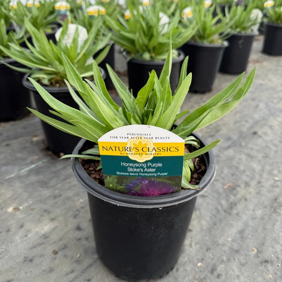 Stokesia laevis Honeysong Purple