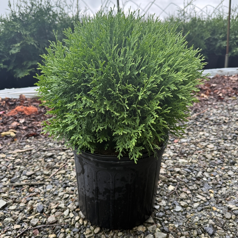 Thuja occidentalis Little Giant