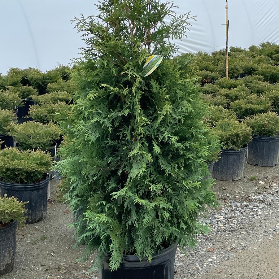 Thuja occidentalis Nigra