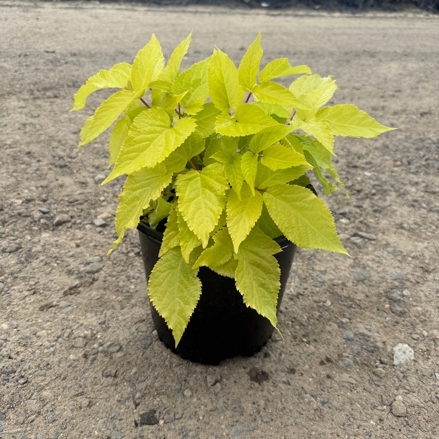 Aralia cordata Sun King