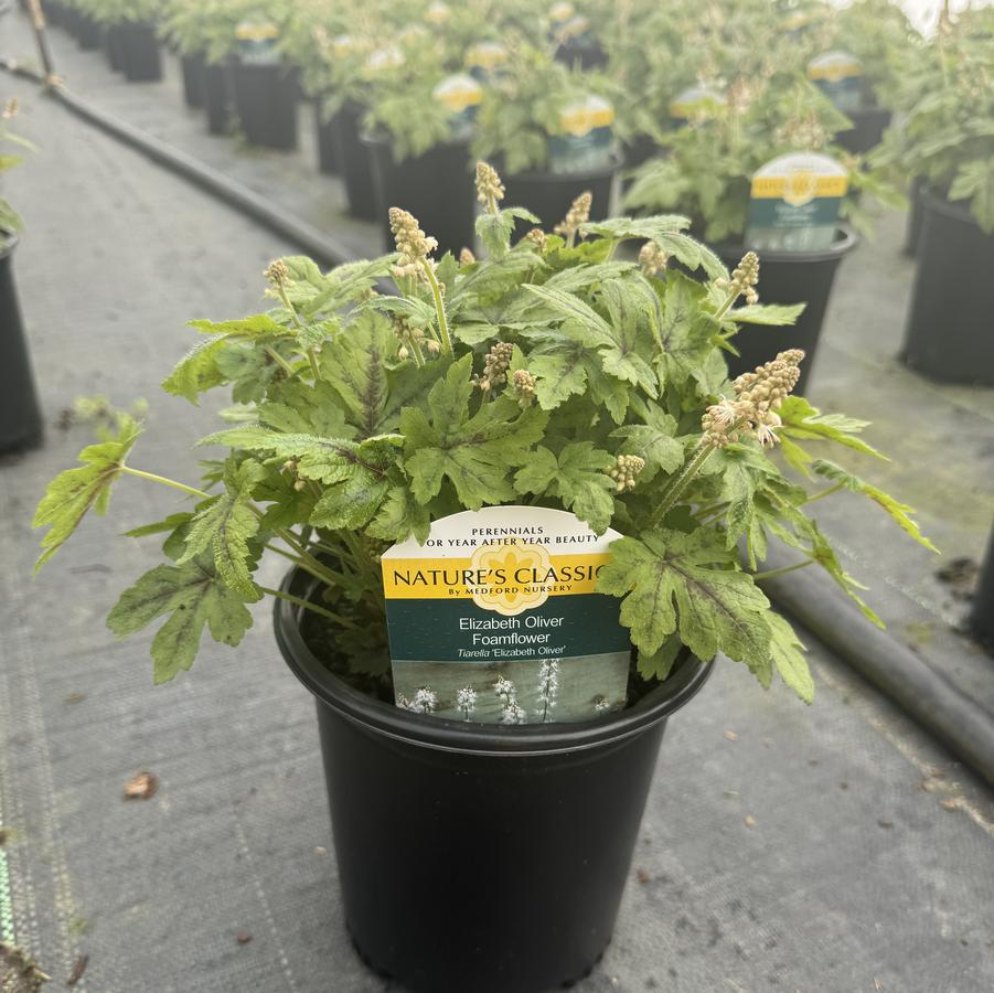 Tiarella Elizabeth Oliver