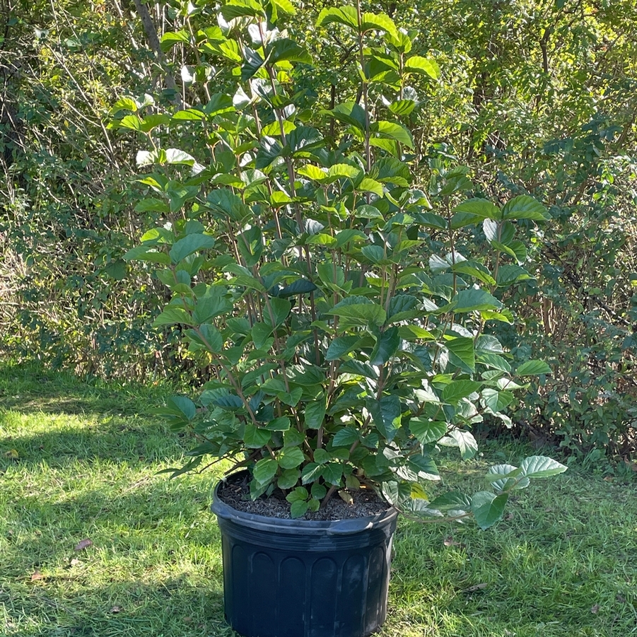 Viburnum dentatum Chicago Lustre