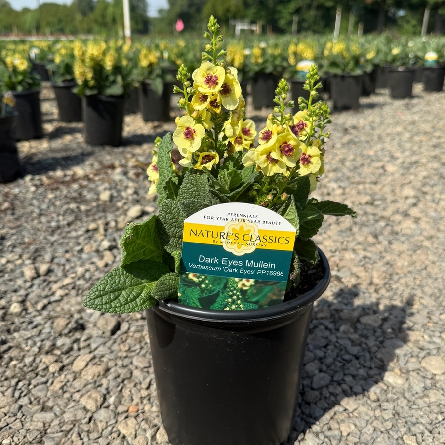 Verbascum Dark Eyes