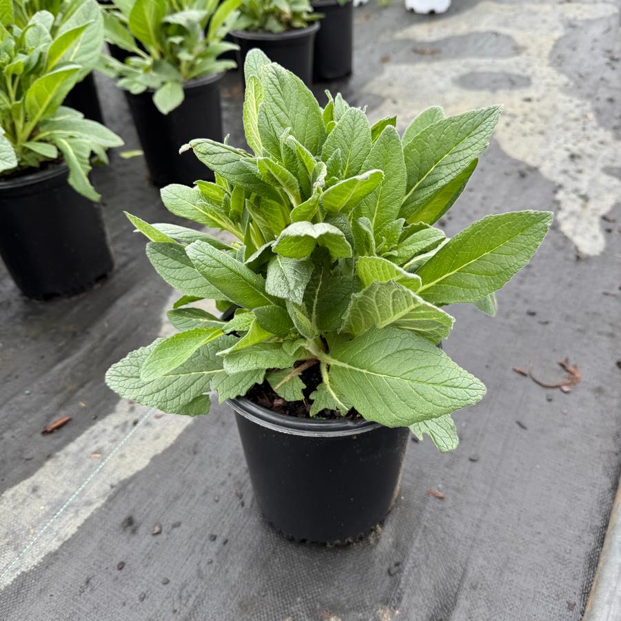 Verbascum Sugar Plum