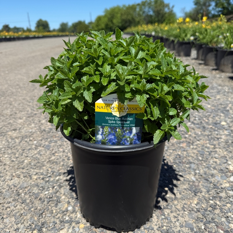 Veronica austriaca Venice Blue