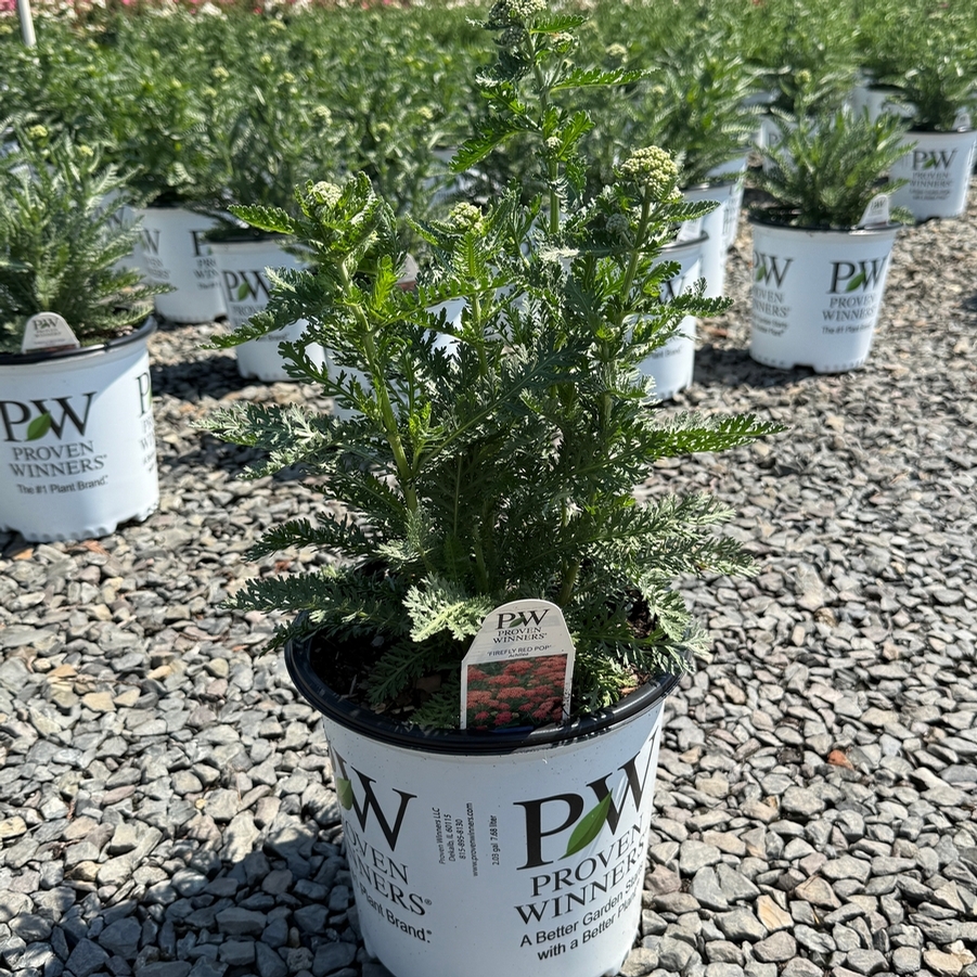 Achillea Firefly Red Pop PP36061