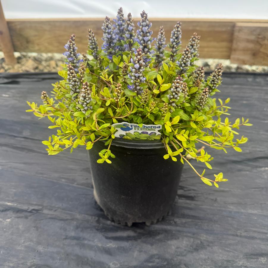 Ajuga Feathered Friends™ Cordial Canary PPAF