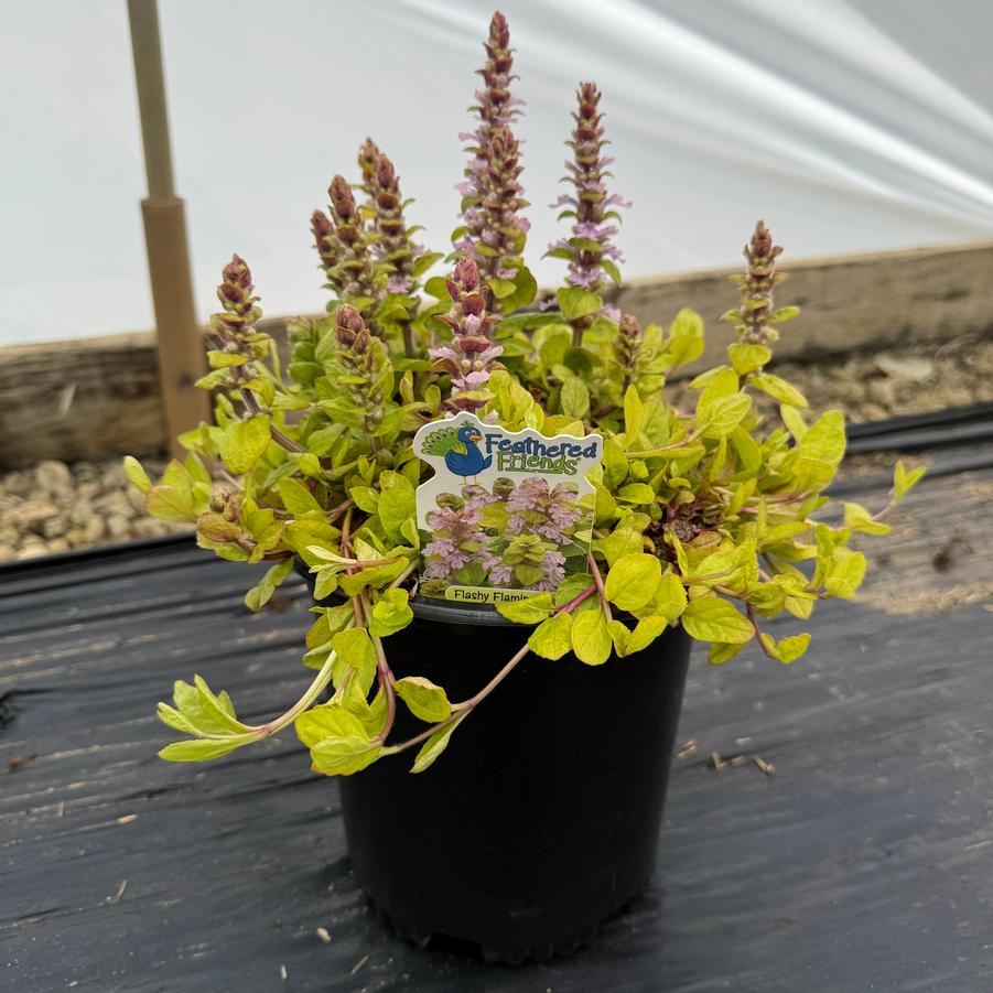 Ajuga Feathered Friends™ Flashy Flamingo PPAF