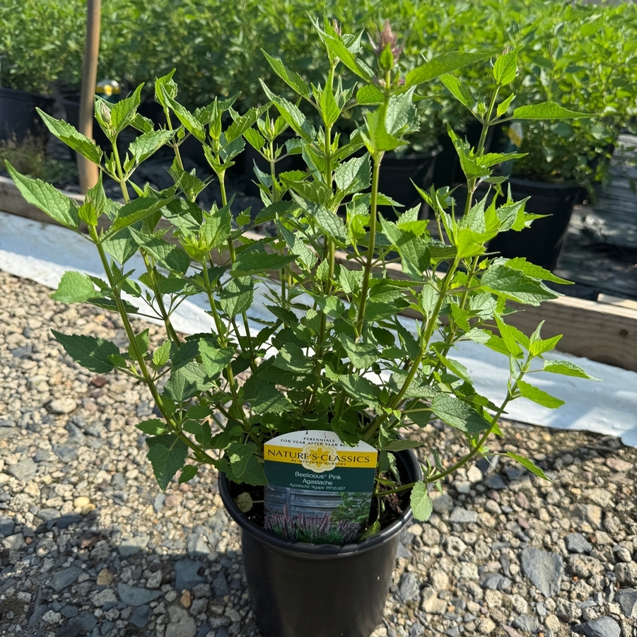 Agastache Beelicious® Pink PPAF