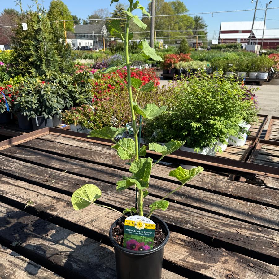 Alcea rosea Halo™ Cerise