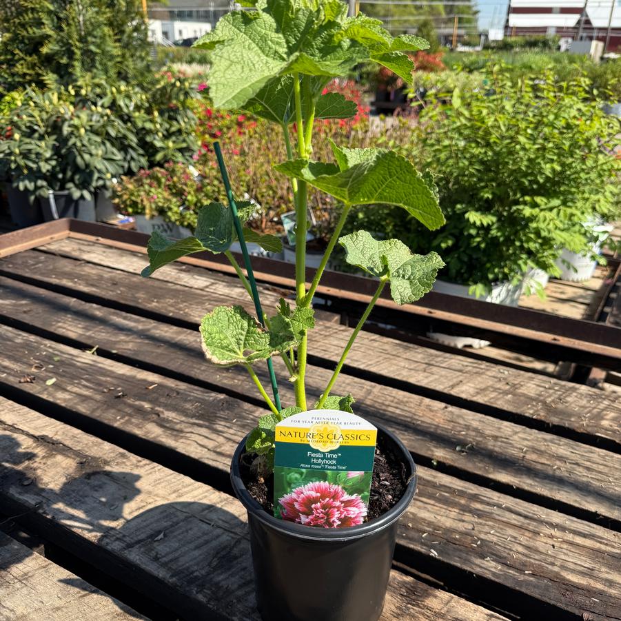 Alcea rosea Fiesta Time