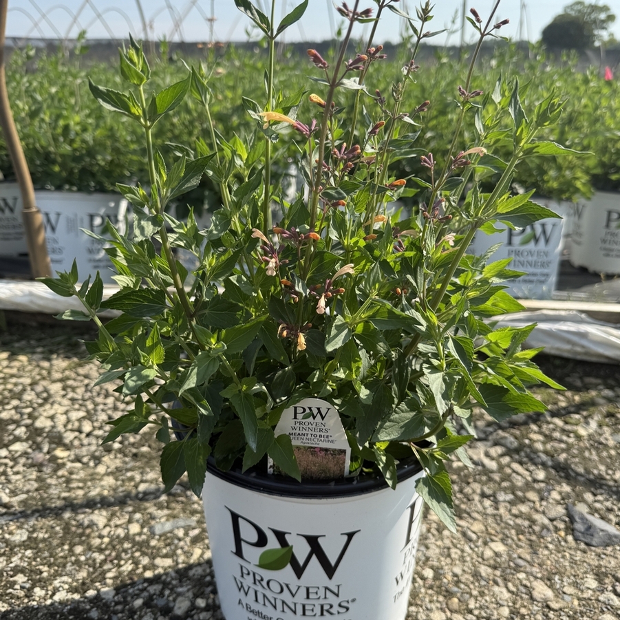 Agastache Meant to Bee® Queen Nectarine PP34896