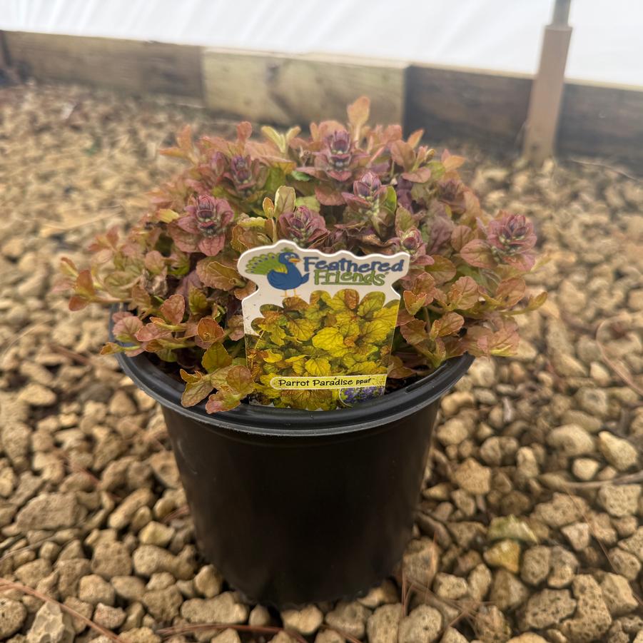 Ajuga Feathered Friends™ Parrot Paradise PPAF