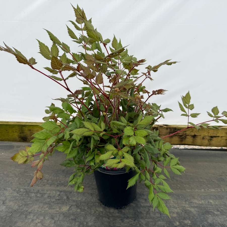 Astilbe x arendsii Fanal