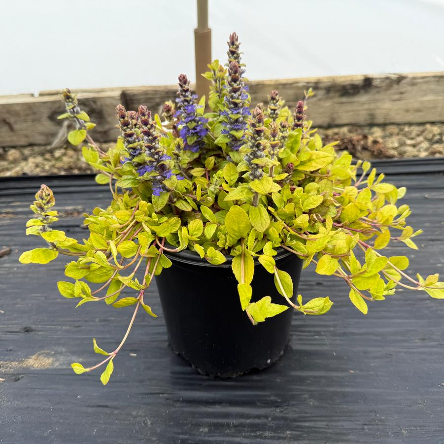 Ajuga Feathered Friends™ Tropical Toucan PPAF