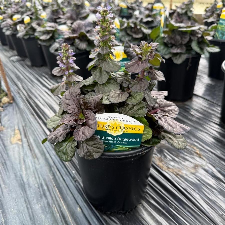 Ajuga reptans Black Scallop